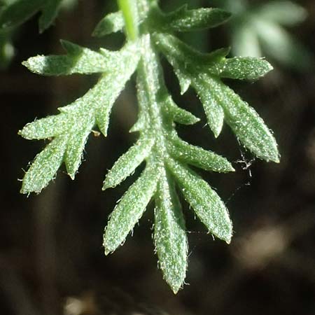 Artemisia alba \ Kampfer-Wermut, Cola-Strauch / Camphor Wormwood, I Liguria, Cinque Terre 28.9.2023
