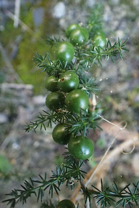 Asparagus acutifolius \ Strauchiger Spargel / Sharp-Leaved Asparagus, I Liguria, Sestri Levante 3.10.2023