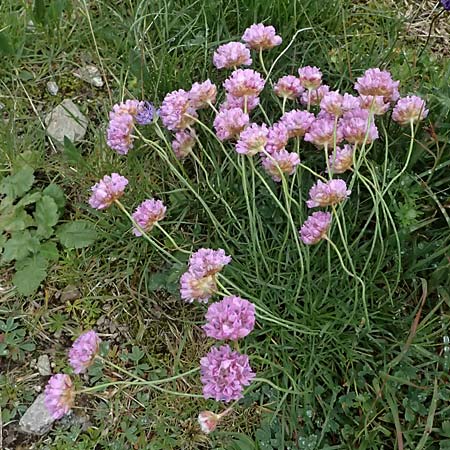 Armeria maritima subsp. alpina \ Alpen-Grasnelke / Alpine Thrift, I Passo di Gavia 6.7.2026