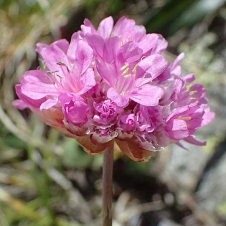 Armeria maritima subsp. alpina \ Alpen-Grasnelke / Alpine Thrift, I Stilfser Joch / Passo dello Stelvio 7.7.2026
