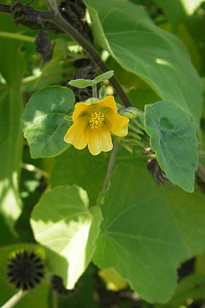 Abutilon theophrasti \ Chinesische Samtpappel, Lindenblttrige Schnmalve / Velvet Leaf, Indian Mallow, I Zoppola 31.7.2011