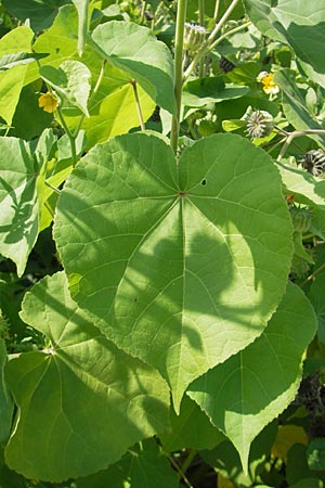 Abutilon theophrasti \ Chinesische Samtpappel, Lindenblttrige Schnmalve / Velvet Leaf, Indian Mallow, I Zoppola 31.7.2011