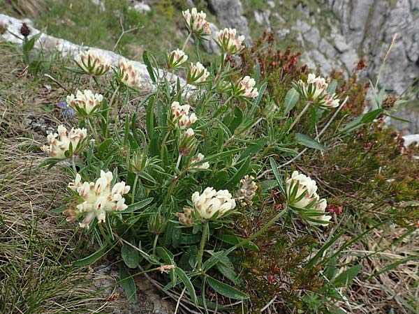 Anthyllis vulneraria subsp. baldensis \ Monte Baldo-Wundklee, I Alpi Bergamasche, Monte Alben 11.6.2017