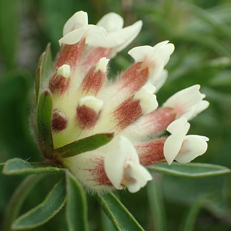 Anthyllis vulneraria subsp. baldensis \ Monte Baldo-Wundklee, I Alpi Bergamasche, Monte Alben 11.6.2017