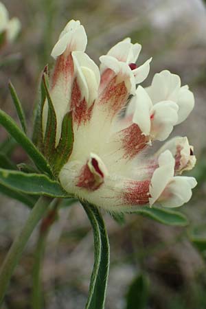 Anthyllis vulneraria subsp. baldensis \ Monte Baldo-Wundklee, I Alpi Bergamasche, Monte Alben 11.6.2017