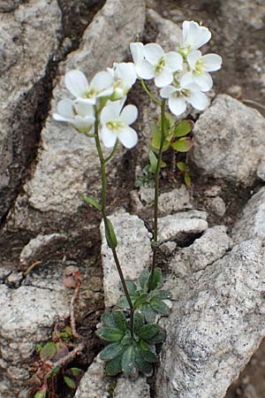 Arabis bellidifolia subsp. bellidifolia \ Gabelhaar-G�nsekresse, Zwerg-G�nsekresse / Daisyleaf Rock-Cress, I Alpi Bergamasche, Monte Alben 11.6.2017