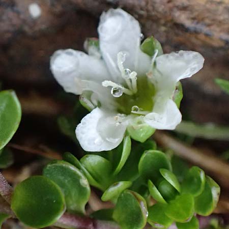 Arenaria biflora \ Zweibl�tiges Sandkraut / Two-Flowered Sandwort, I Passo di Gavia 6.7.2026