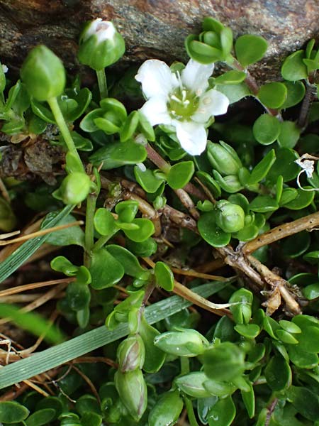 Arenaria biflora \ Zweibl�tiges Sandkraut / Two-Flowered Sandwort, I Passo di Gavia 6.7.2026