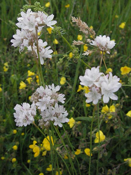 Armeria canescens \ Graue Grasnelke / Grey Thrift, I Campo Imperatore 5.6.2007