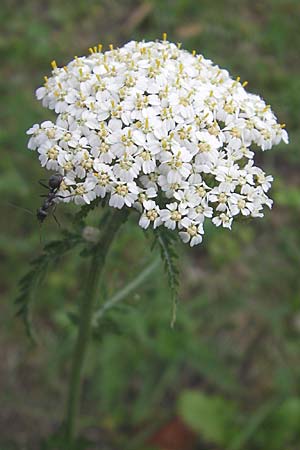 Achillea millefolium agg. \ Gemeine Schafgarbe / Yarrow, I Vicenza 26.6.2010