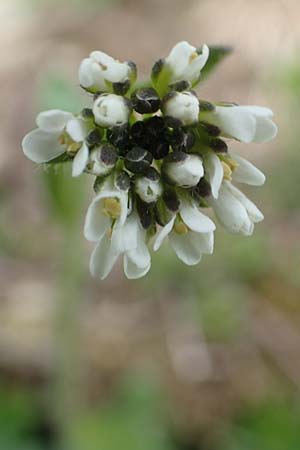 Arabis ciliata \ Doldige Gnsekresse / Rock-Cress, I Alpi Bergamasche, Pizzo Arera 9.6.2017