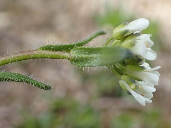 Arabis ciliata \ Doldige Gnsekresse / Rock-Cress, I Alpi Bergamasche, Pizzo Arera 9.6.2017