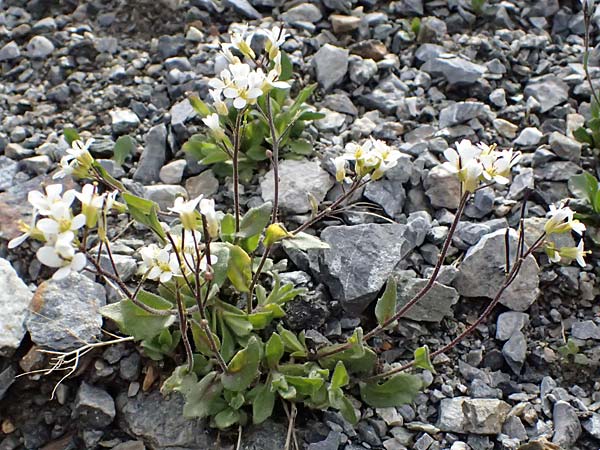 Arabis alpina subsp. caucasica \ Kaukasische G�nsekresse / Wall Rock-Cress, I Stilfser Joch / Passo dello Stelvio 7.7.2026