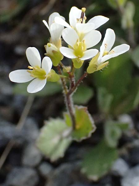 Arabis alpina subsp. caucasica \ Kaukasische G�nsekresse / Wall Rock-Cress, I Stilfser Joch / Passo dello Stelvio 7.7.2026