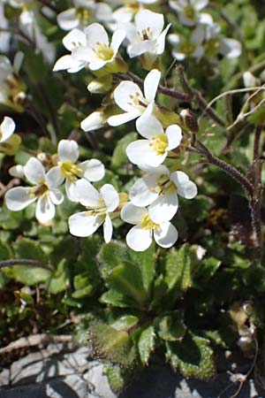 Arabis alpina subsp. caucasica \ Kaukasische G�nsekresse / Wall Rock-Cress, I Stilfser Joch / Passo dello Stelvio 7.7.2026