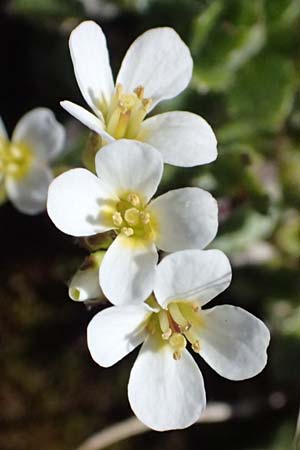 Arabis alpina subsp. caucasica \ Kaukasische G�nsekresse / Wall Rock-Cress, I Stilfser Joch / Passo dello Stelvio 7.7.2026