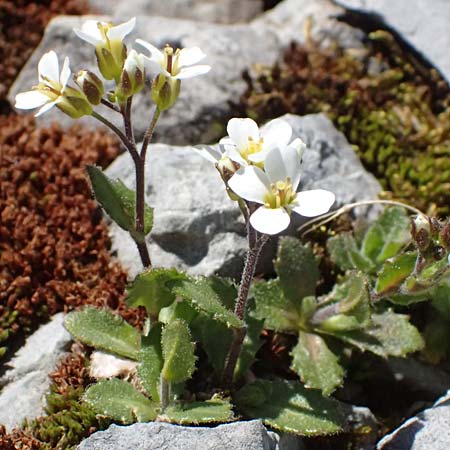 Arabis alpina subsp. caucasica \ Kaukasische G�nsekresse / Wall Rock-Cress, I Stilfser Joch / Passo dello Stelvio 7.7.2026