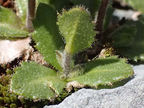 Arabis alpina subsp. caucasica \ Kaukasische G�nsekresse / Wall Rock-Cress, I Stilfser Joch / Passo dello Stelvio 7.7.2026