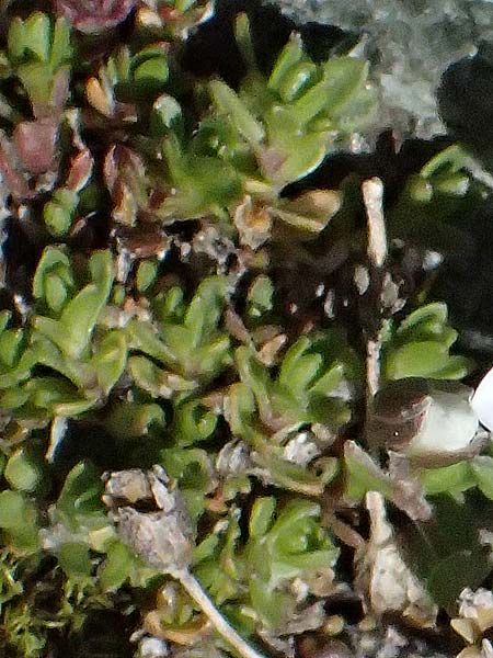 Arenaria ciliata \ Bewimpertes Sandkraut, I Stilfser Joch 7.7.2026