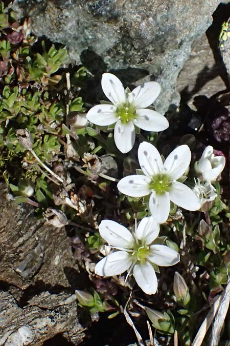 Arenaria ciliata \ Bewimpertes Sandkraut, I Stilfser Joch 7.7.2026