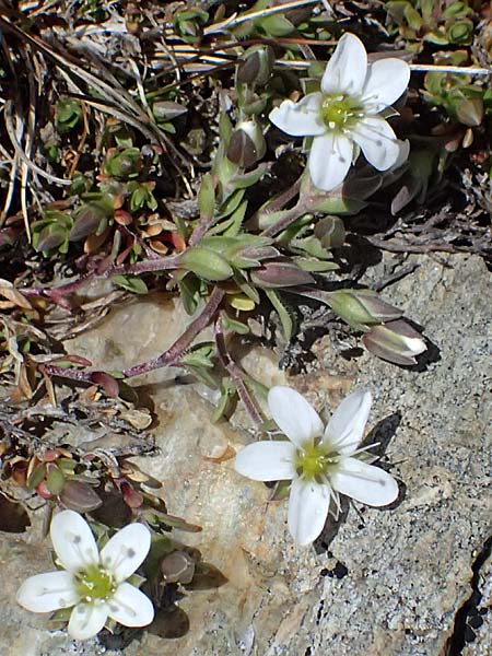 Arenaria ciliata \ Bewimpertes Sandkraut, I Stilfser Joch 7.7.2026