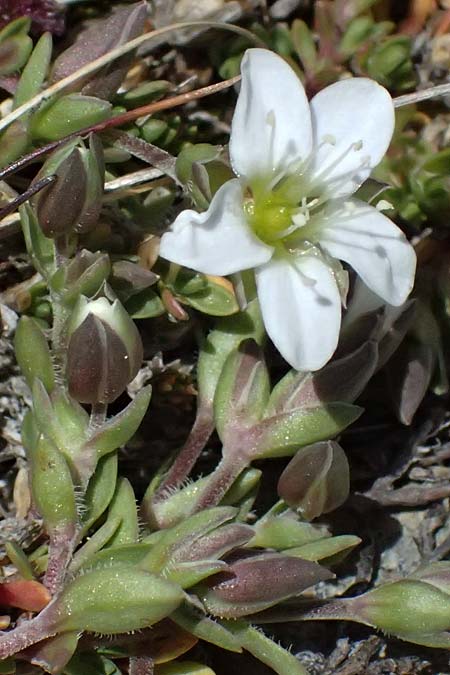 Arenaria ciliata \ Bewimpertes Sandkraut, I Stilfser Joch 7.7.2026