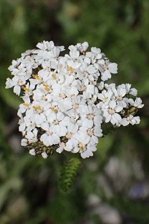 Achillea millefolium agg. \ Gemeine Schafgarbe / Yarrow, I Lago di Cancano 10.7.2026