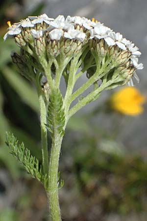 Achillea millefolium agg. \ Gemeine Schafgarbe / Yarrow, I Lago di Cancano 10.7.2026