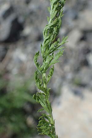 Achillea millefolium agg. \ Gemeine Schafgarbe / Yarrow, I Lago di Cancano 10.7.2026