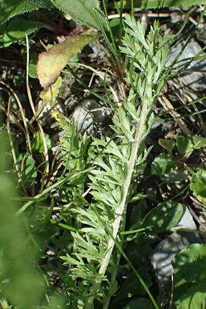 Achillea millefolium agg. \ Gemeine Schafgarbe / Yarrow, I Lago di Cancano 10.7.2026