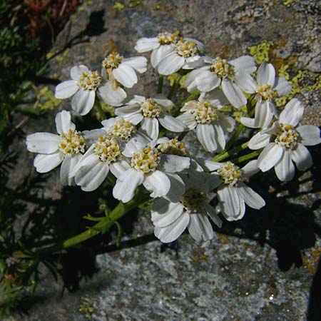Achillea erba-rotta subsp. moschata \ Moschus-Schafgarbe / Musk Yarrow, Iva, I Graun-Melag 10.8.2011 (Photo: Thomas Meyer)