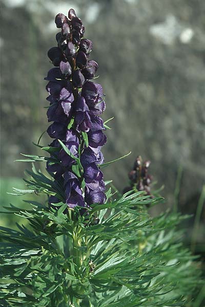 Aconitum tauricum \ Tauern-Eisenhut / Tauern Monk's-Hood, I Antholz 2.8.2004