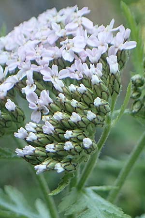Achillea distans \ Rainfarn-Schafgarbe, Groe Schafgarbe / Tall Yarrow, Alps Yarrow, I Passo San Marco 10.6.2017