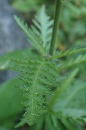 Achillea distans \ Rainfarn-Schafgarbe, Groe Schafgarbe / Tall Yarrow, Alps Yarrow, I Passo San Marco 10.6.2017