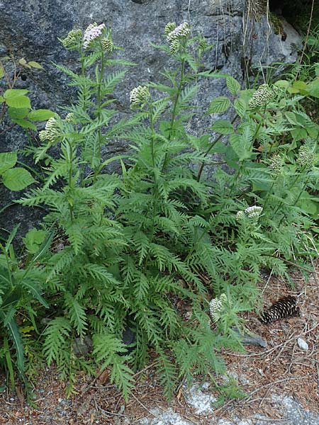 Achillea distans \ Rainfarn-Schafgarbe, Groe Schafgarbe / Tall Yarrow, Alps Yarrow, I Passo San Marco 10.6.2017
