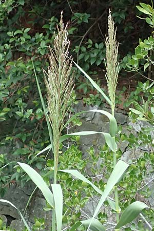 Arundo donax \ Pfahlrohr, Spanisches Rohr / Giant Reed, I Liguria, Moneglia 4.10.2023