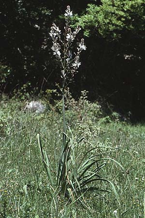 Asphodelus ramosus \ �stiger Affodill / Branched Asphodel, I Promontorio del Gargano, Vieste 30.4.1985