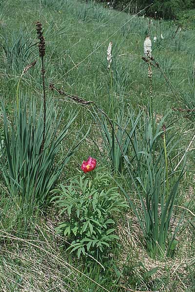 Asphodelus albus \ Wei&szlig;er Affodill / White Asphodel, I Malga del Finonchio 7.6.1989