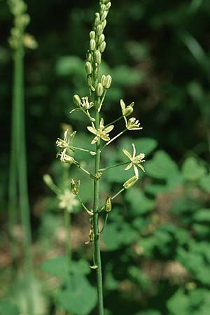 Ornithogalum pyrenaicum \ Pyrenen-Milchstern / Pyrenean Star of Bethlehem, I Friaul/Friuli, Tagliamento Tal / Valley 15.5.2004