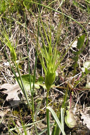 Aegilops geniculata \ Geknieter Walch, Eifrmiger Walch / Bent Goatgrass, I Liguria, Piana Crixia 21.5.2013