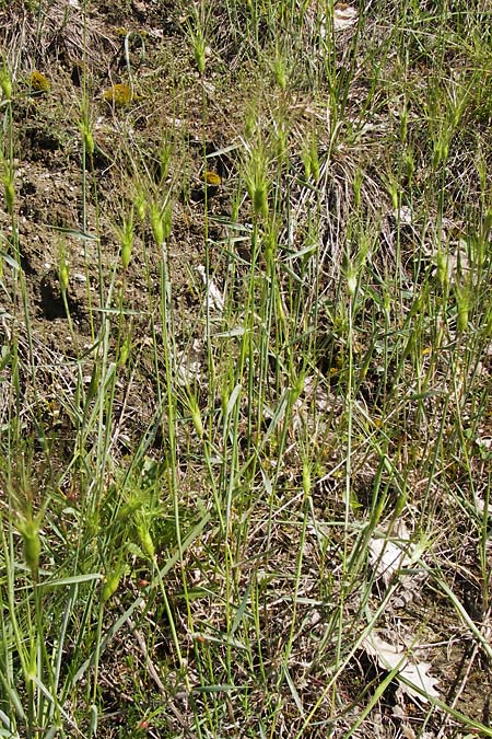 Aegilops geniculata \ Geknieter Walch, Eifrmiger Walch / Bent Goatgrass, I Liguria, Piana Crixia 21.5.2013