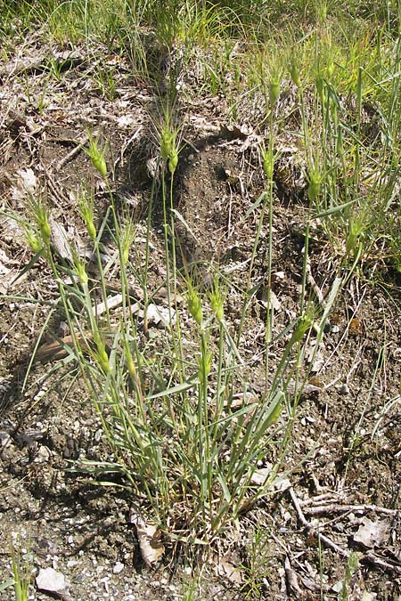 Aegilops geniculata \ Geknieter Walch, Eifrmiger Walch / Bent Goatgrass, I Liguria, Piana Crixia 21.5.2013