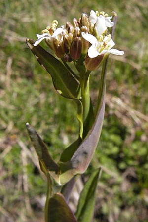 Arabis glabra \ Kahles Turmkraut / Tower Mustard, I Liguria, Molini di Triora 26.5.2013