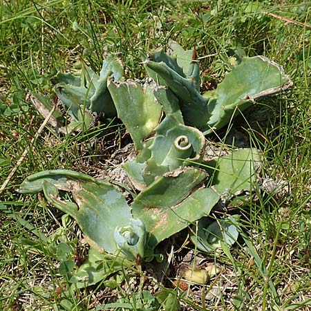 Agave americana \ Amerikanische Agave / American Agave, I Iseosee, Sulzano 8.6.2017