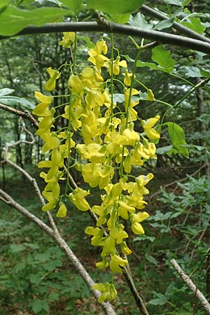 Laburnum alpinum \ Alpen-Goldregen / Alpine Golden Chain, Scottish Golden Chain, I Alpi Bergamasche, Monte Alben 11.6.2017