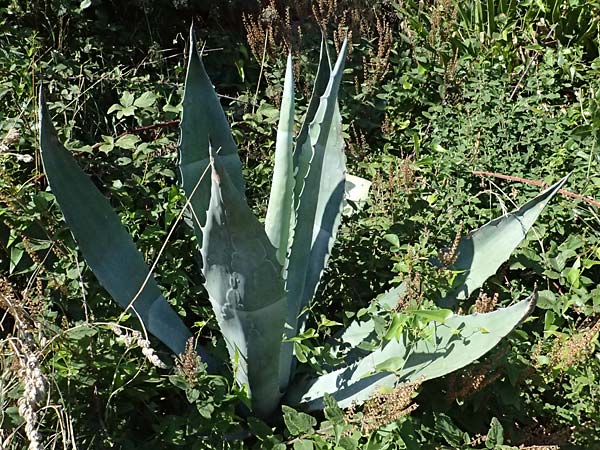 Agave americana \ Amerikanische Agave / American Agave, I Liguria, Deiva Marina 30.9.2023