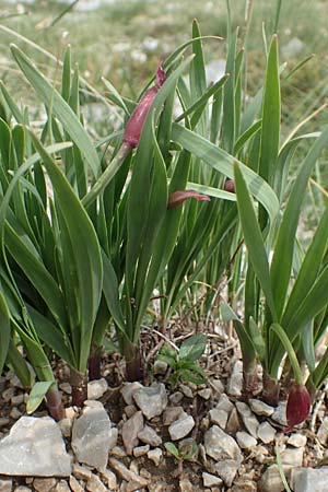 Allium insubricum \ S&uuml;dalpen-Lauch / Lombardy Garlic, Piedmont Garlic, I Alpi Bergamasche, Pizzo Arera 9.6.2017