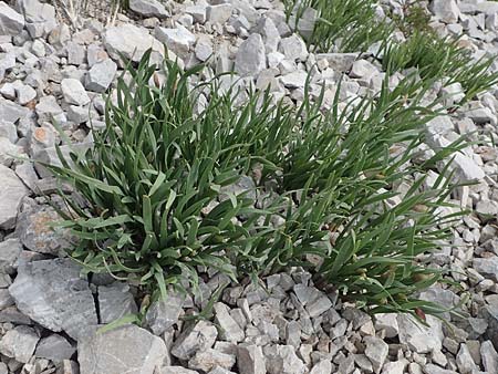 Allium insubricum \ S&uuml;dalpen-Lauch / Lombardy Garlic, Piedmont Garlic, I Alpi Bergamasche, Pizzo Arera 9.6.2017