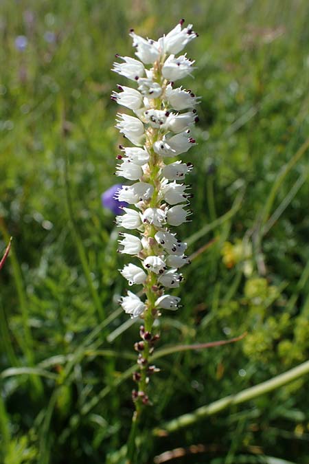 Bistorta vivipara \ Knllchen-Knterich / Alpine Bistort, I Südtirol,  Plätzwiese 5.7.2022