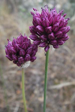 Allium sphaerocephalon \ Kugel-Lauch / Round-Headed Leek, I Passignano 1.6.2007